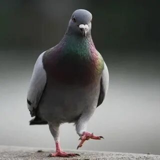 Скорость птицы голубя