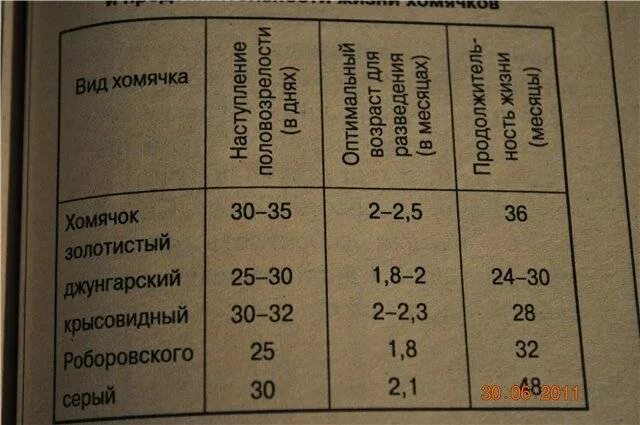 Сколько лет хомяку по человеческим. Возраст хомяка по человеческим меркам. Возраст джунгарского хомяка по человеческим меркам. Хомячьи года на человеческие. Возраст хомяков по человеческим меркам таблица.