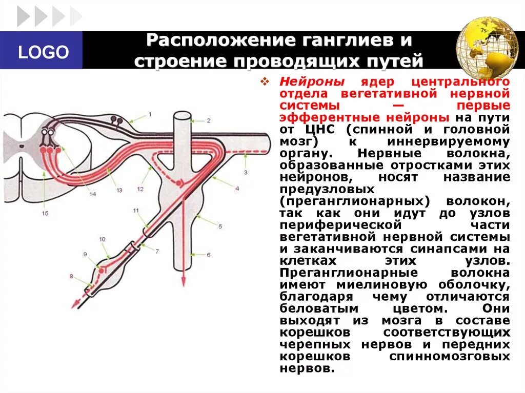 Нервные узлы это тела. Строение ганглия гистология. Строение вегетативного нервного узла. Нервные узлы ганглии. Расположение вегетативных нервных узлов.