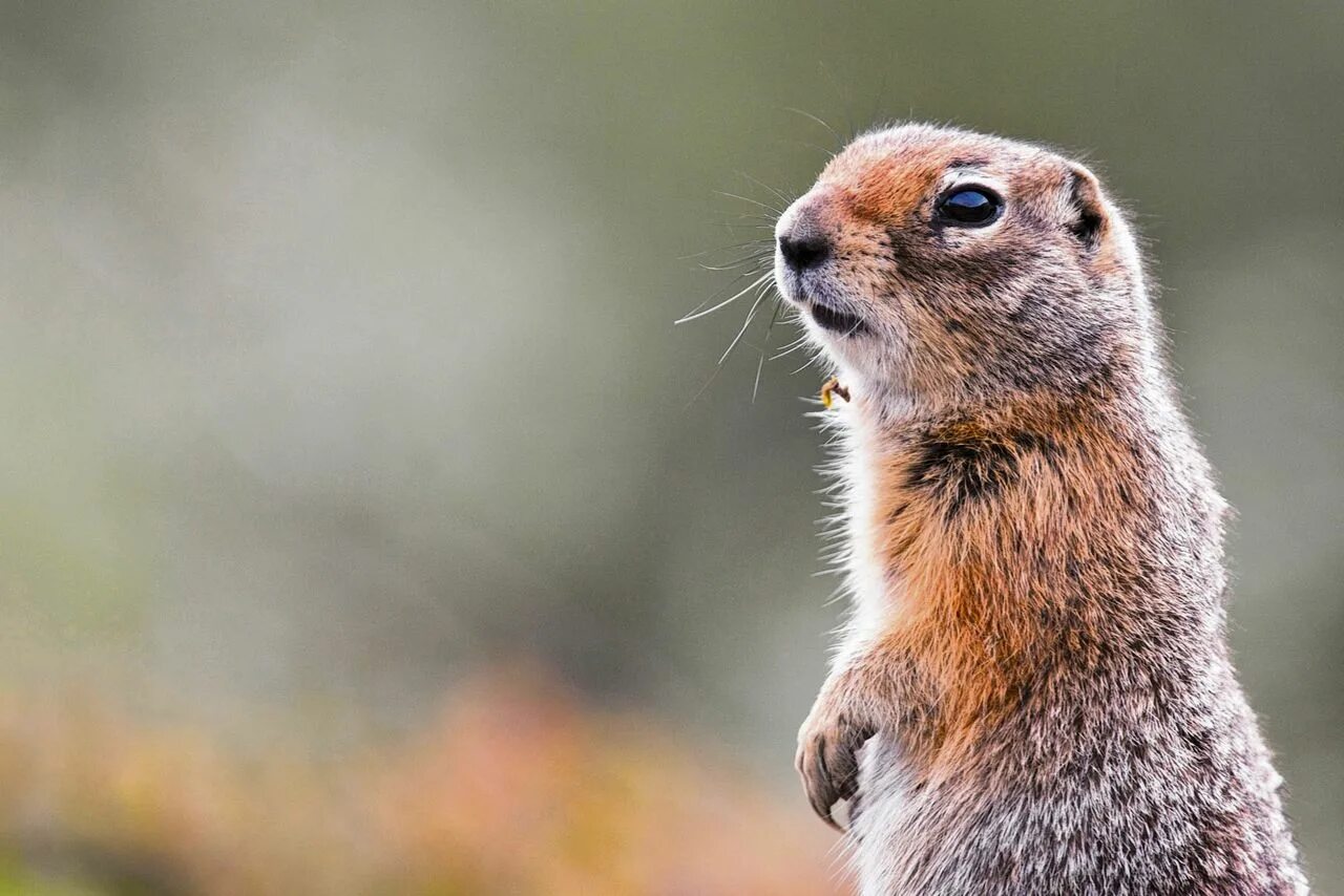 Золотистый суслик. Капская земляная белка беличьи. Капская земляная белка в пустыне. Суслик степной. Капские земляные белки.
