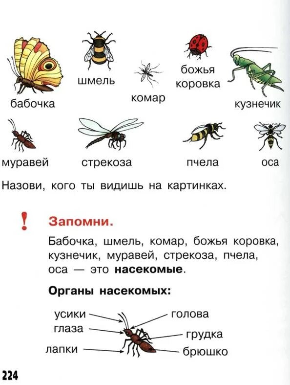 Насекомые задания. Задания на тему насекомые. Задания дошкольникамyfctrjvst. Насекомые задания для детей. Сколько лапок у 6 жуков