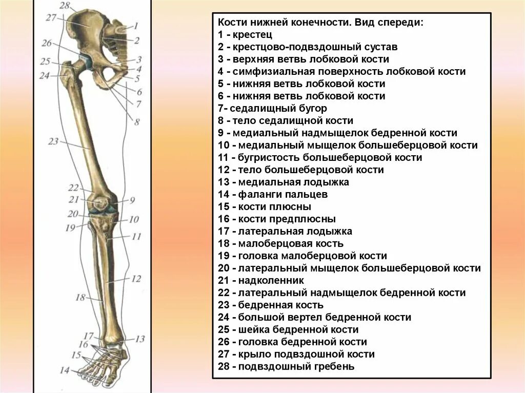 Кости нижней конечности вид спереди. Строение костей нижней конечности. Кости нижних конечностей человека анатомия. Кости составляющие скелет нижней конечности.