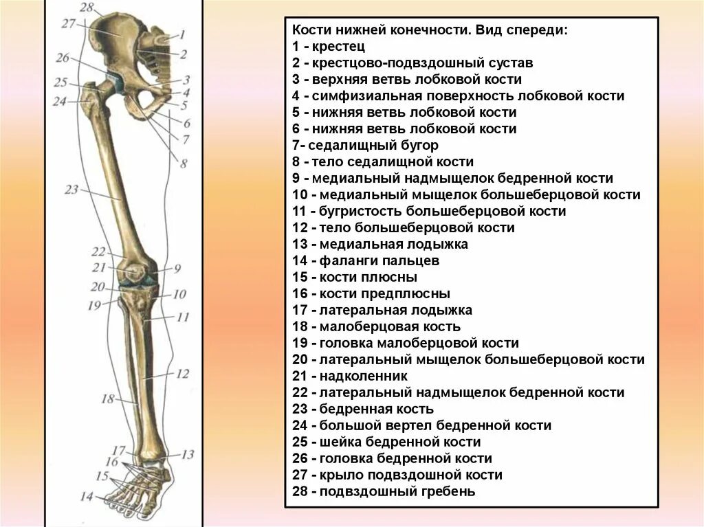 Нижние конечности