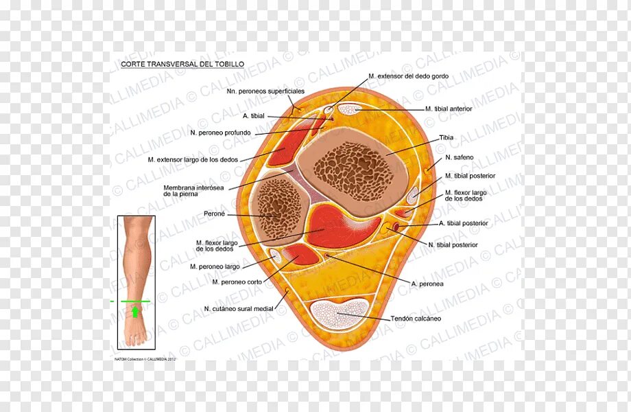 Таблица сечения стропил от пролета. Сечение стропильной ноги таблица. Сухожилие прямой мышцы бедра анатомия. Стропила сечение 250. Сечение ноги.