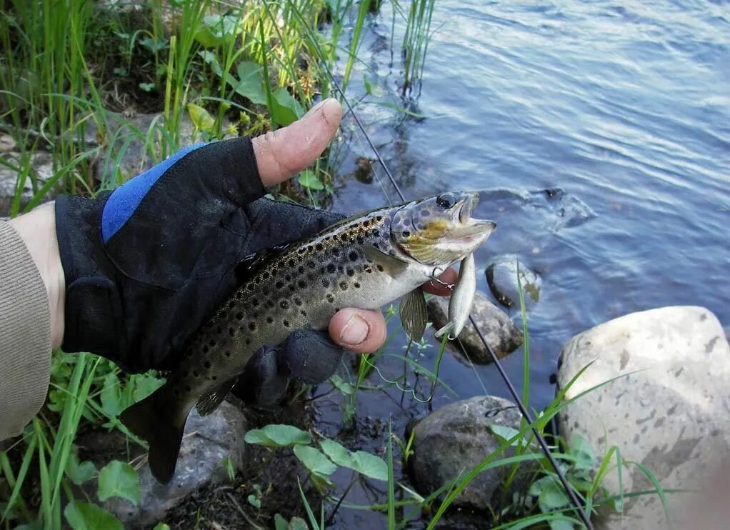 гарколово кумжа. пяозеро сиг. кумжа карелия. ручьевая форель карелия. ручьевая форель, или кумжа.