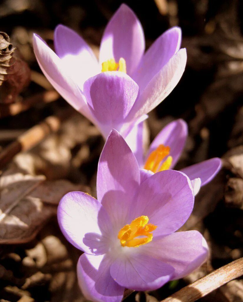 Крокусы. Crocus цветы. Лавандовый Крокус – Lavender Crocus. Крокусы ареал.