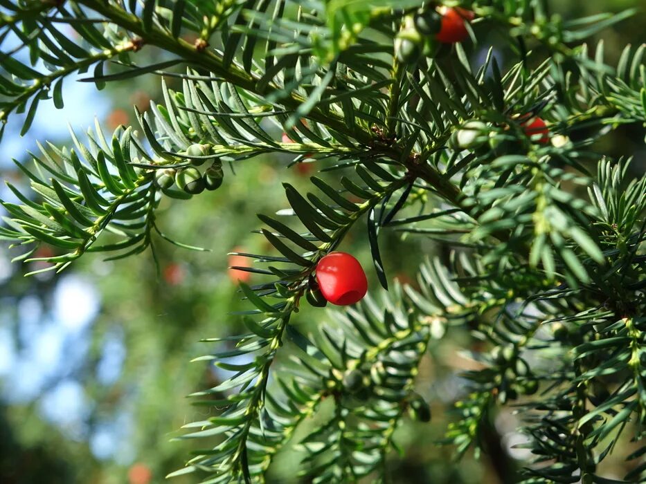 Тис ягодный Taxus baccata. Тисс ягодный (Taxus baccata. Тис ягодный (Taxus baccata) дерево. Тис (Тисс) ягодный куст. Ис тис