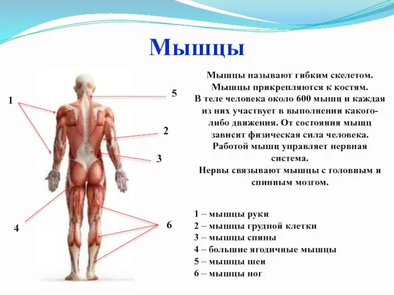 Скелетные мышцы называются:. Мышцы скелета человека с описанием. Прикрепления мышц туловища человека. Мышцы прикрепляются к костям с помощью.