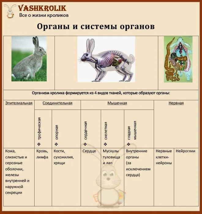 Особенности строения скелета кролика. Органы кролика. Система органов кролика. Кролики внутренние системы органов. Скелет и органы кролика.