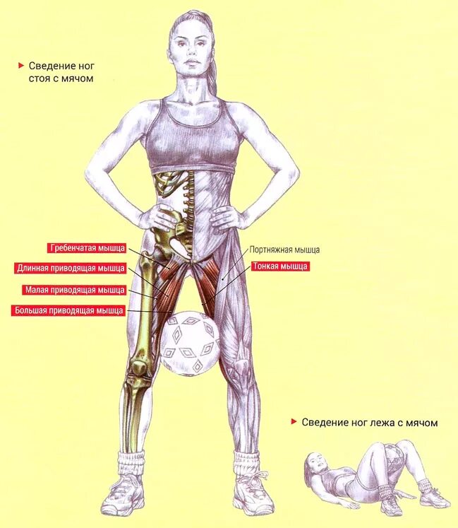 Как накачать внутренние мышцы. Тренировка внутренних мышц бедра. Мышцы внутренней части бедра. Тренировка внутренних мышц ног. Занятия для мышц внутри бедер.