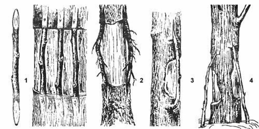 Прививка яблони за кору весной. Прививка мостиком плодовых деревьев. Прививка яблони мостиком весной. Окулировка яблони весной. Прививка черенков мостиком.