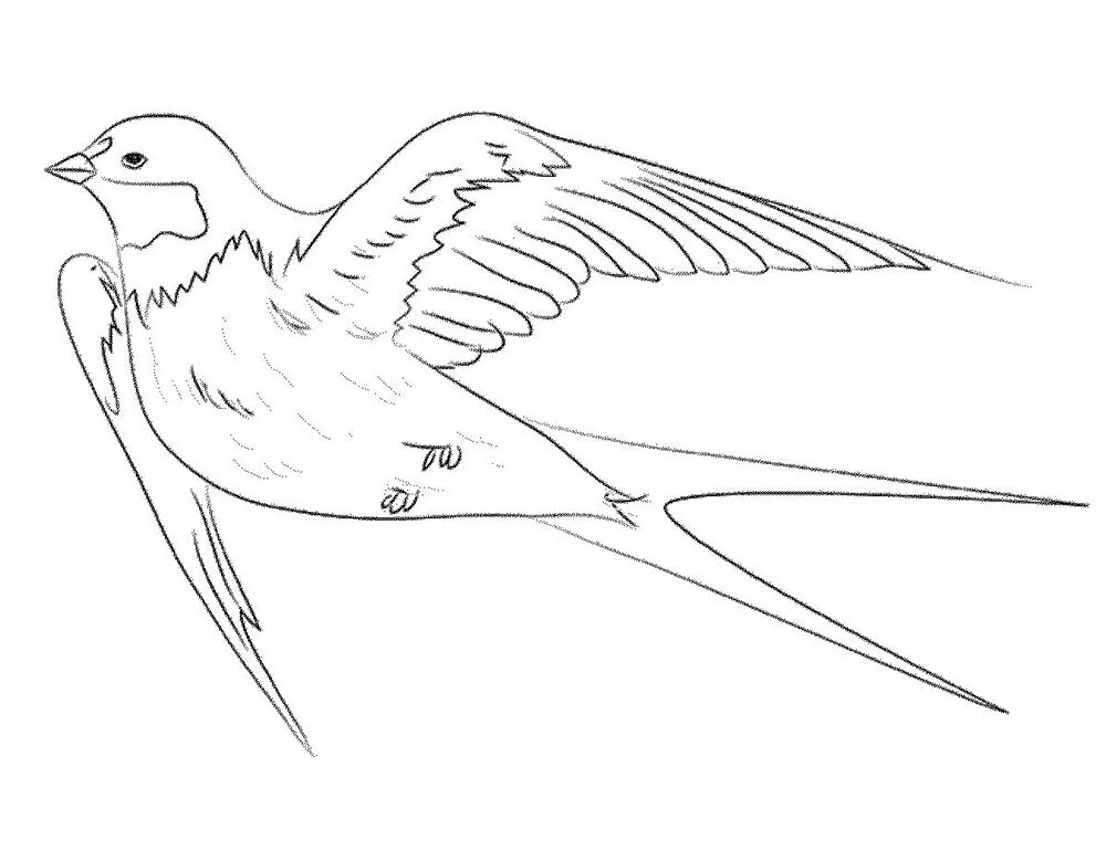 Как нарисовать ласточку для детей. Перелетные птицы Ласточка для детей. Ласточка Перелетная птица. Ласточка птица раскраска для детей. Перелетные птицы Стриж раскраска.