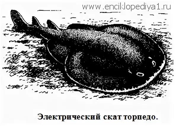 Скат торпедо. Электрический Скат Torpedo nobiliana). Электрические органы ската. Строение электрического органа ската. Электрический Скат Torpedo nobiliana раскраска.