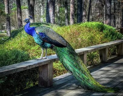 As happy as a peacock