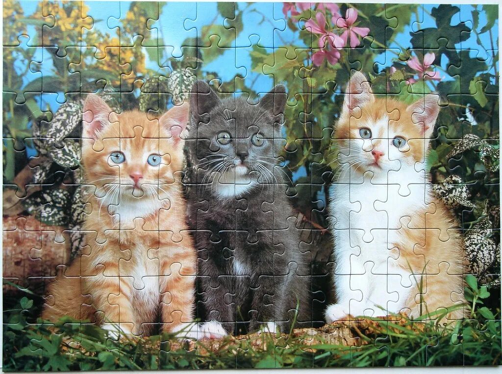 Нет 3 кошки. Три котенка. Три кошки. Котята разных цветов. Трое котят.