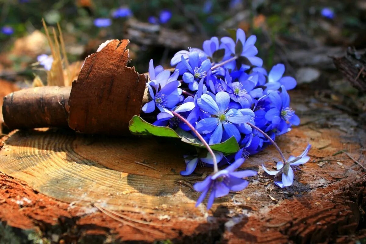 Сорванные цветы. Лесные цветы. Синие Лесные цветы. Синие первоцветы. Голубые Лесные цветы.