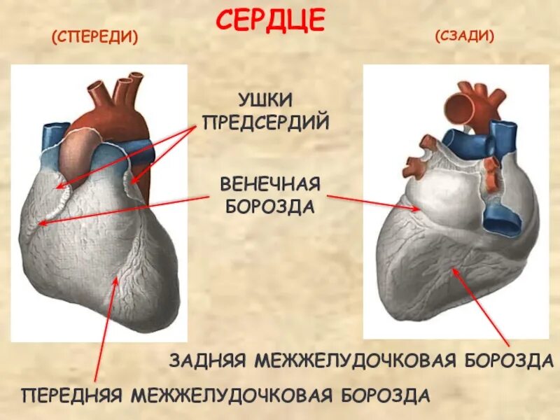 Борозды сердца анатомия. Строение сердца анатомия борозды. Венечная борозда сердца анатомия. Ушки предсердий анатомия. Какие сосуды в левом предсердии