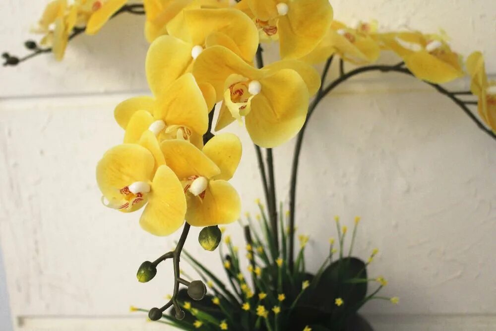 Желтая орхидея в горшке. Жёлтая Орхидея фаленопсис. Фаленопсис Лимончелло. Орхидея желтая Жемчужина. Желтая Орхидея Алания.