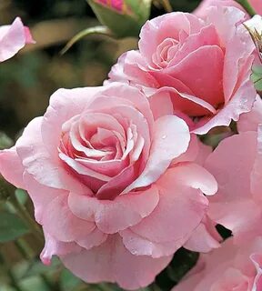 Our rose
