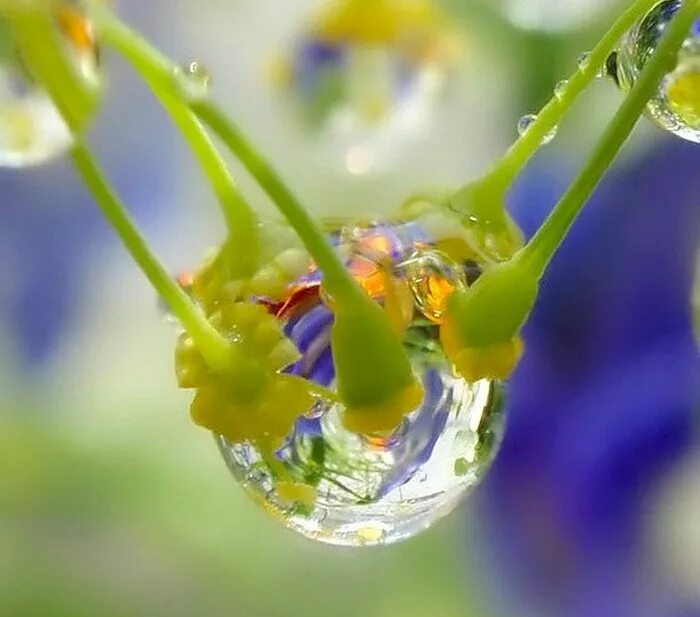 капельки росы. капля росы небеса. капля росы небеса. капля росы небеса. капли росы.