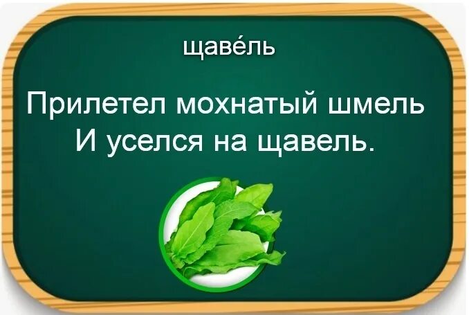 Как правильно щавель или щавель ударение. Шмели ударение. Прилетел мохнатый Шмель и уселся на щавель. Стишки для запоминания ударения в словах. Прилетел мохнатый Шмель и уселся на щавель рисунок.