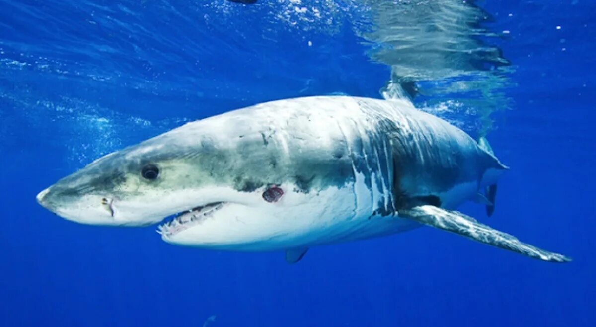 бразильская большезубая акула. бразильская светящаяся акула. бразильская сигарная акула. бразильская большезубая акула. бразильская светящаяся акула.