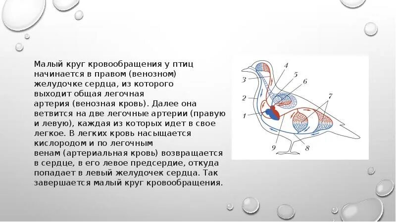 Кровообращение птиц. Схема кровообращения птиц. Круги кровообращения птиц.