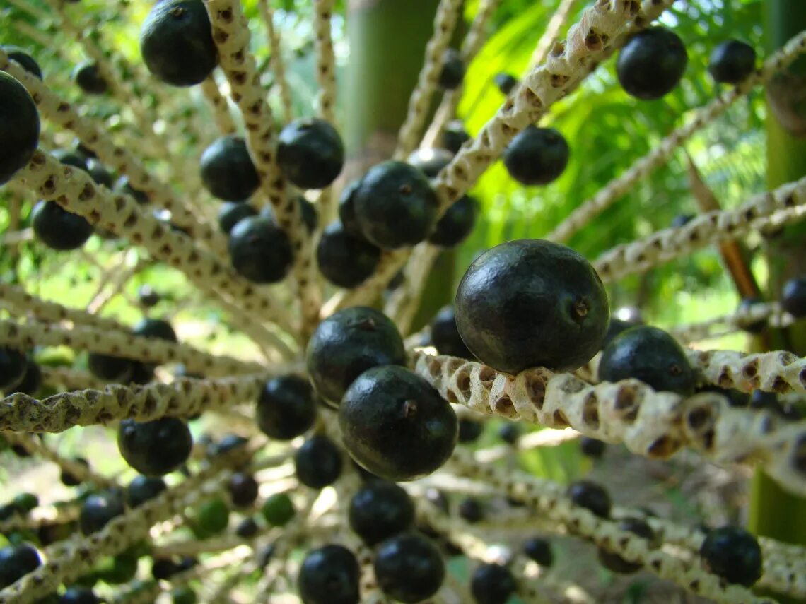 Acai berry. Пальма асаи (Euterpe oleracea). Ягоды асаи. Асаи Бразилия. Плоды асаи.