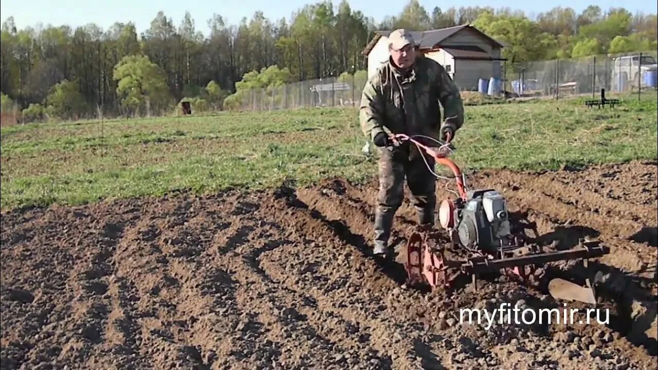 Как садить картошку под мотоблок. Копка картофеля мотоблоком салют 100. Посадка картошки мотоблоком салют. Посадка картофеля мотокультиватором салют. Посадка картошки мотоблоком салют 100.