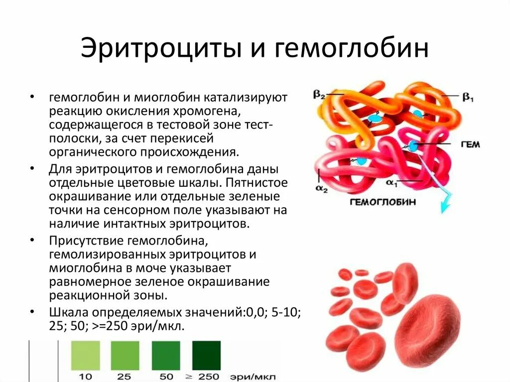 Повышение эритроцитов у мужчин. Гемоглобин и эритроциты разница. Строение гемоглобина а1. Строение эритроцита человека гемоглобин. Эритроциты их строение и функции. Гемоглобин..