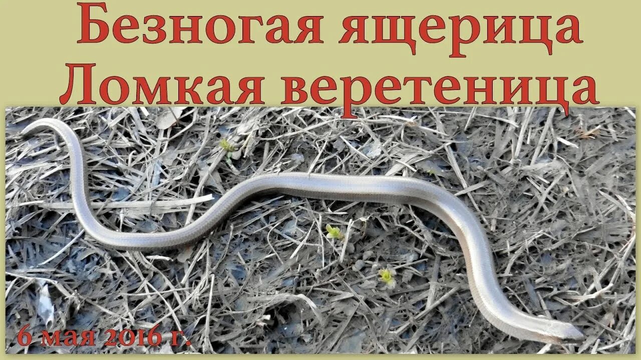 Как отличить ящерицу от змеи
