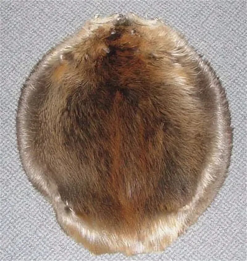 Fur trade in Canada. Покупатель шерсть