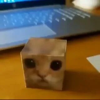 Куб котики