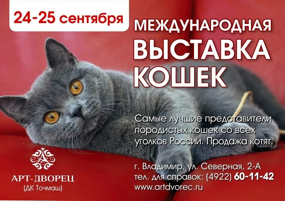 Выставка кошек плакат. Выставка кошек плакат. Выставка животных реклама. Выставка кошек афиша. Выставка кошек.