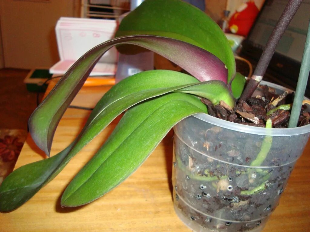 Реанимация орхидеи. Орхидея вниз листьями реанимация.
