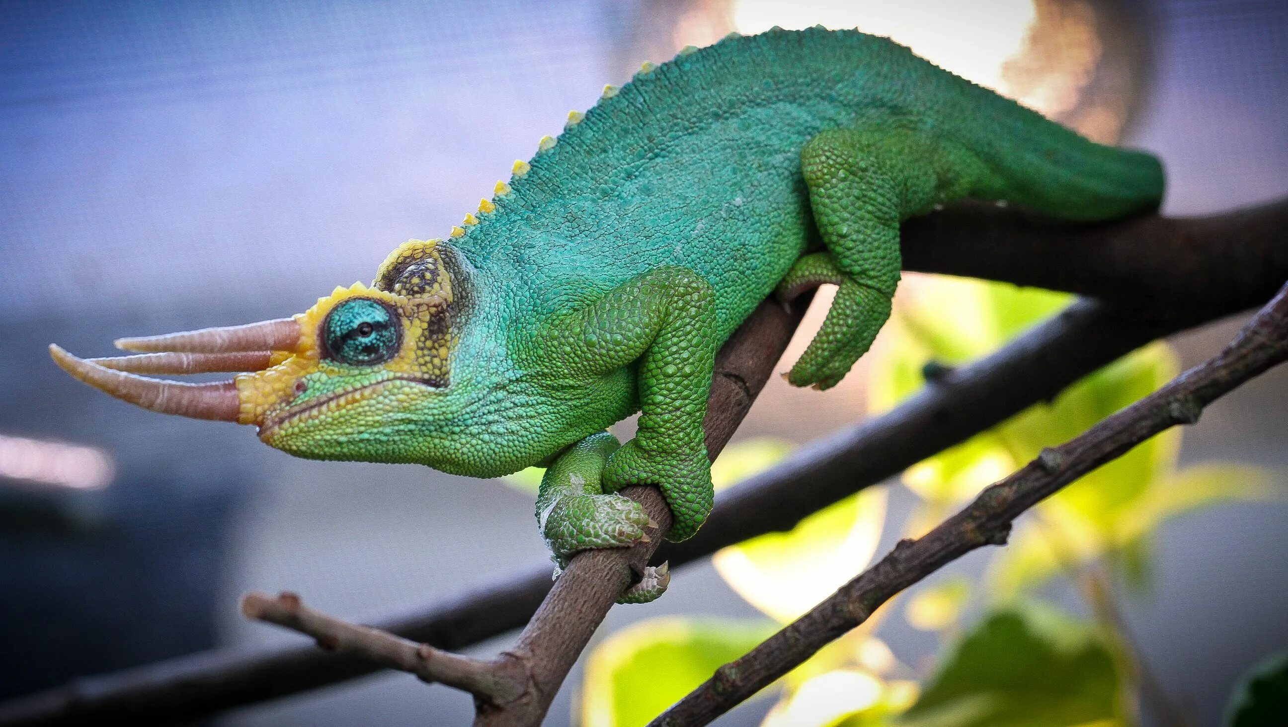 Хамелеон джексона. Рогатый хамелеон Джексона. Хамелеон Джексона (Trioceros jacksonii). Четырехрогий хамелеон. Ящерица хамелеон йеменский.