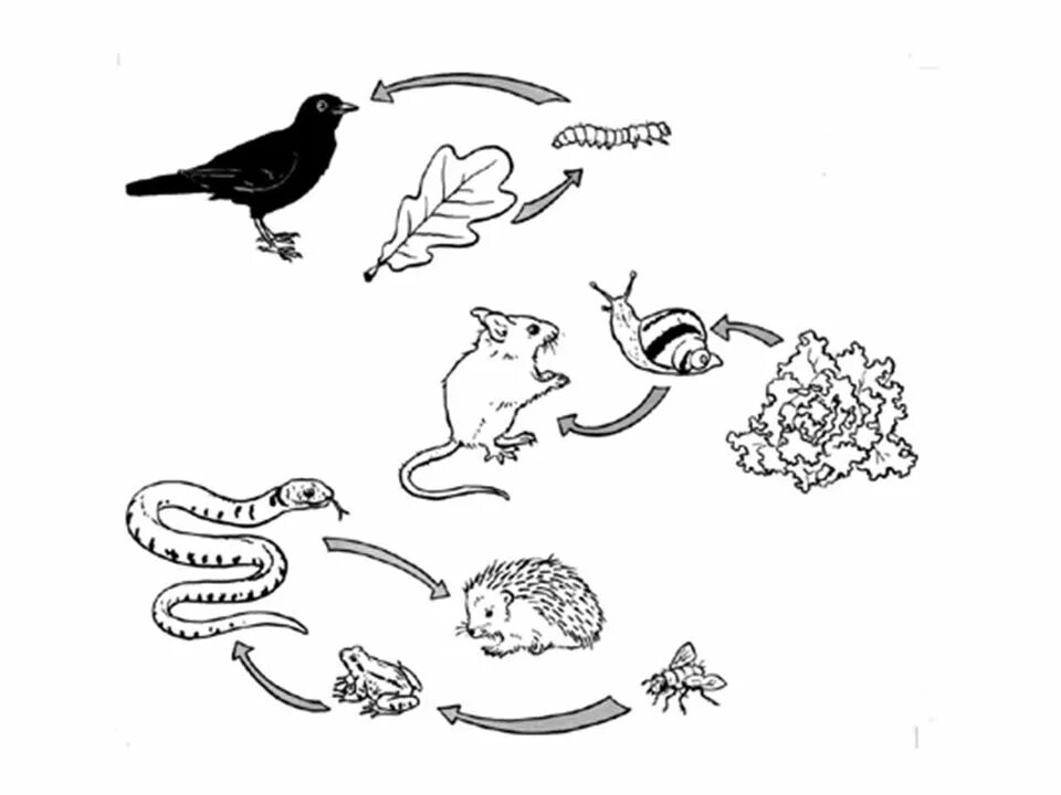 Рисунок цепь питания 5 класс. Цепи питания. Цепь питания для детей. Пищевая цепочка. Цепи питания раскраска.