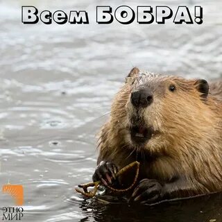 Видео где бобры