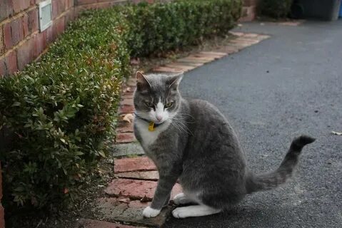 Опасны ли коты