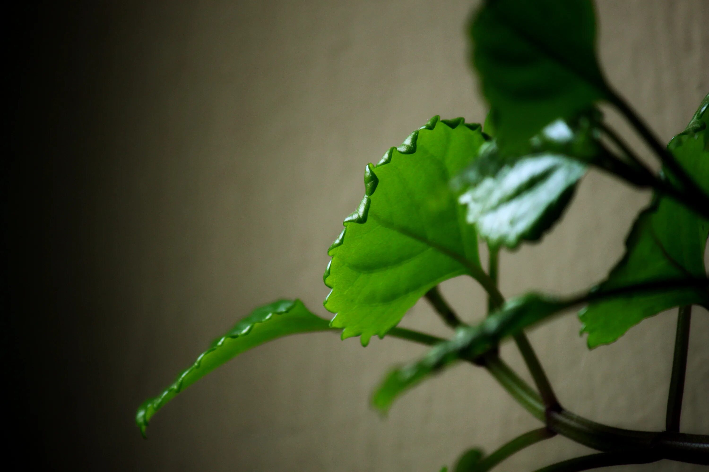 Free Images : nature, structure, leaf, flower, petal, green, produce, colorful, 