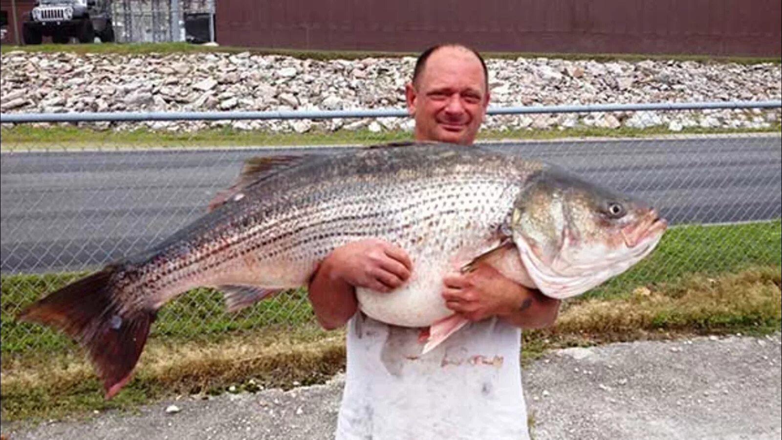 Страйпер рыба. Рыба кобия. Рыба кокетка. Striped Bass.