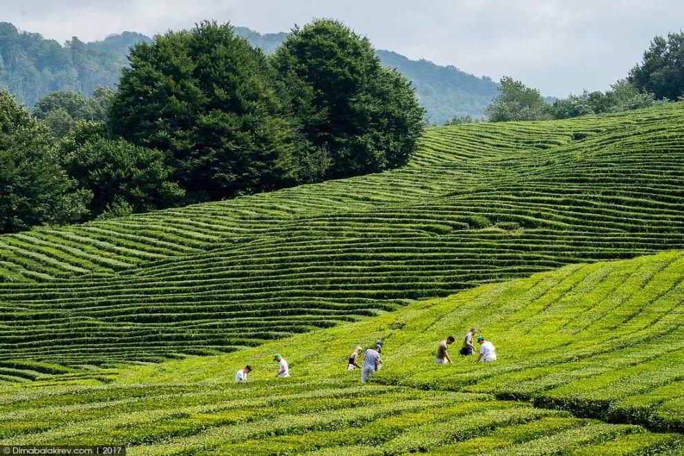 Виды плантаций. Мацеста чайные плантации. Чайные плантации Сочи Мацеста. Чайные плантации Сочи Дагомыс. Мацеста чай плантации.