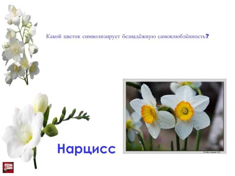Какой символ апреля. Какой цветок символизирует самовлюбленность. Цветок символ апреля. Какой цветок символизирует апрель. Цветок символизирующий апрель.