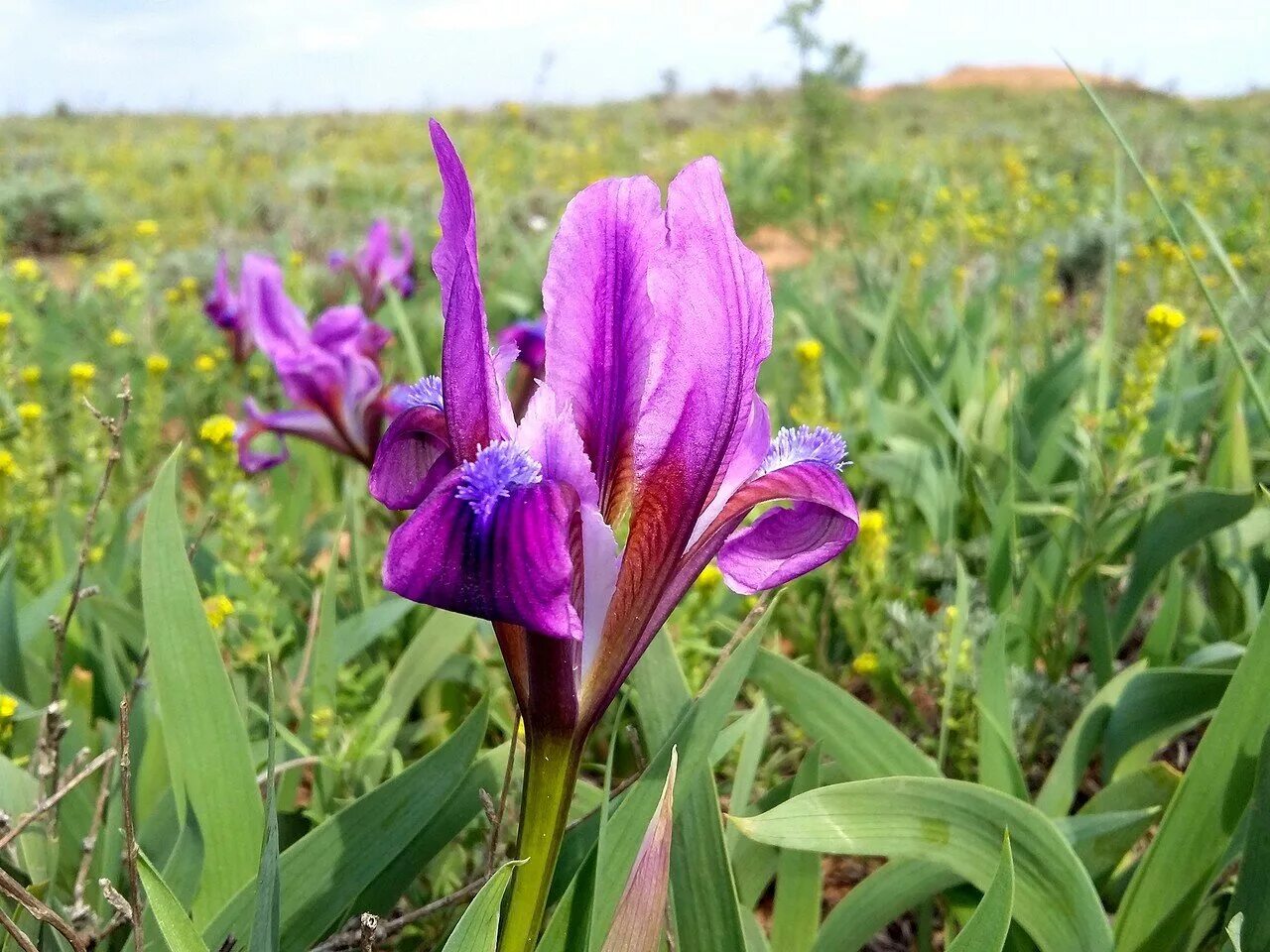 Где растет ирис природная зона. Ирис Касатик карликовый. Ирис приземистый (Iris humilis Georgi). Ирис низкий Касатик. Ирис карликовый Степной.