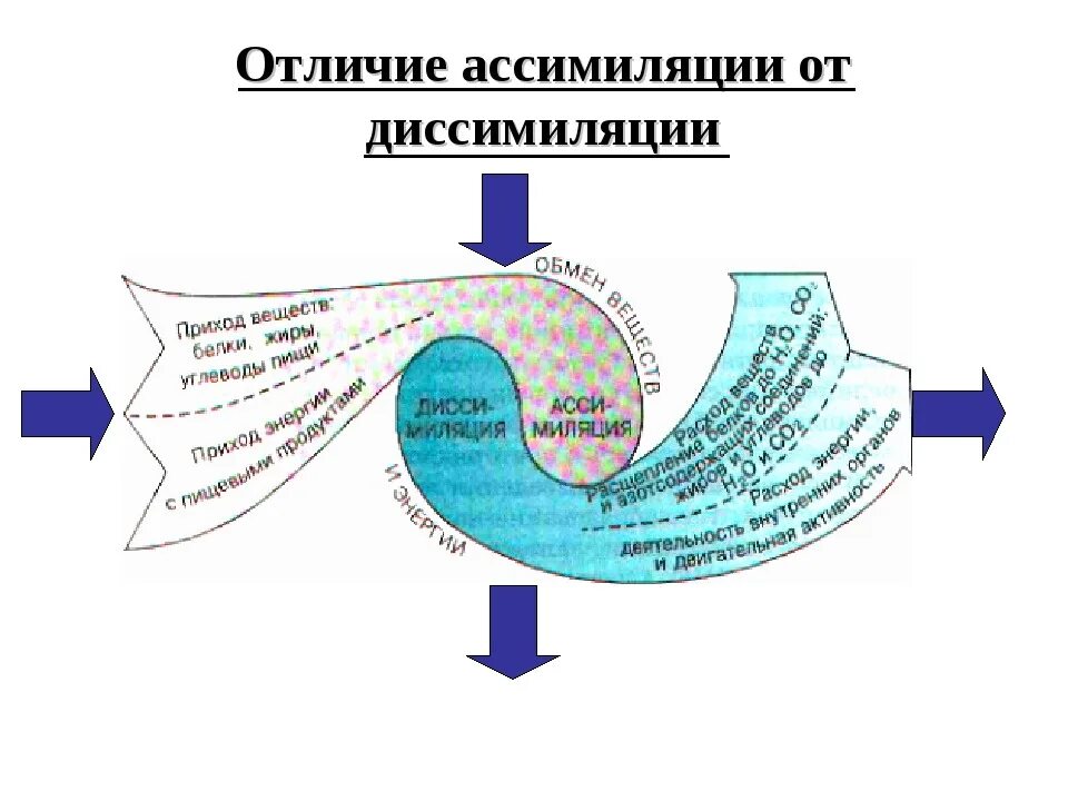 Процессы ассимиляции и диссимиляции. Обмен веществ ассимиляция и диссимиляция схема. Метаболизм схема ассимиляция. Краткая характеристика процессов ассимиляции и диссимиляции.