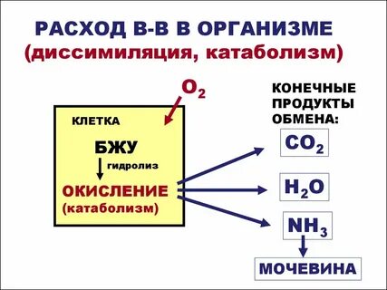 Конечные продукты энергетического обмена