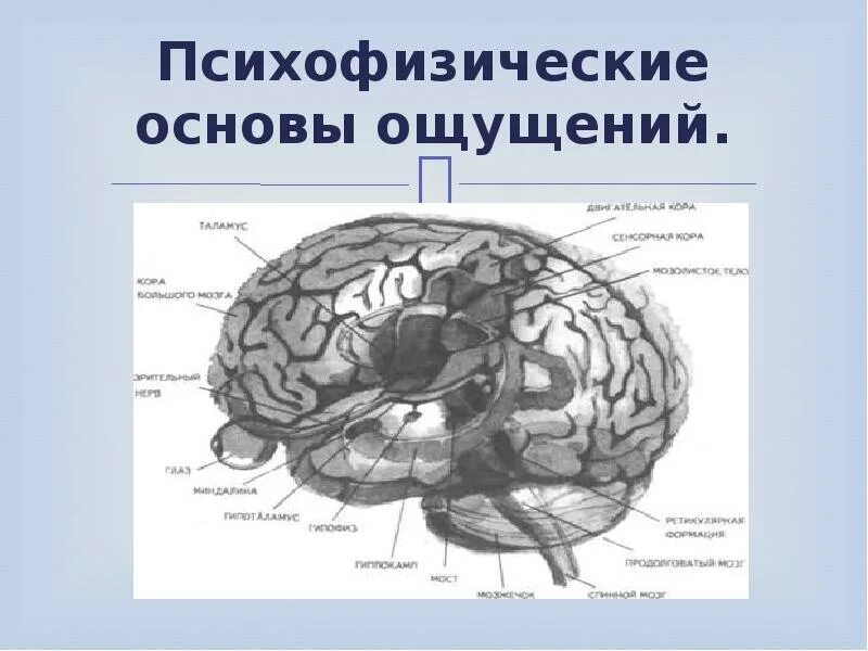 Психофизиологическое восприятие. Психофизическая основа ощущений. Психофизиологические основы ощущений. Психофизиологические закономерности ощущений. Психофизиологический механизм ощущения.