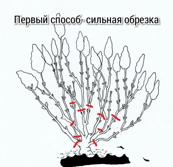 Весенняя обрезка сирени схема. Спирея обрезка весной схема. Спирея метельчатая обрезка осенью. Обрезка метельчатой гортензии весной. Обрезка спиреи весной после зимы