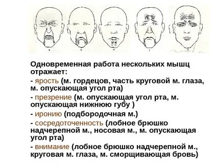 Мышцы эмоций