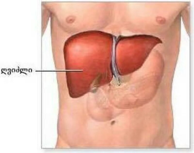 Изображение тела человека печень. Расположение печени в организме человека. Печень и печенка у человека.